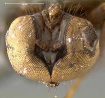 Media type: image;   Entomology 13092 Aspect: head frontal view